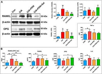 Salvianolate Ameliorates Osteopenia and Improves Bone Quality in Prednisone-Treated Rheumatoid Arthritis Rats by Regulating RANKL/RANK/OPG Signaling